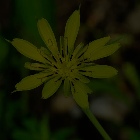 Yellow Salsify