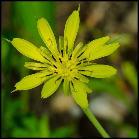 Yellow Salsify