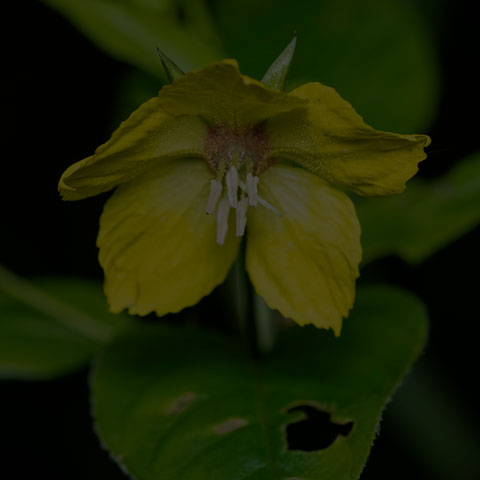 Fringed Loosestrife