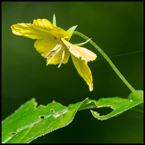 Fringed Loosestrife