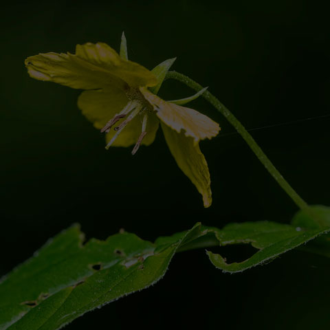 Fringed Loosestrife