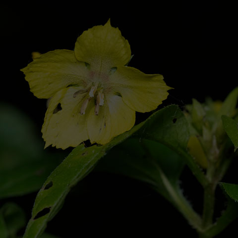 Fringed Loosestrife