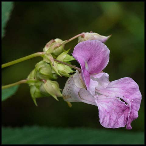 Himalayan Balsam