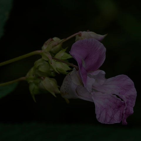Himalayan Balsam