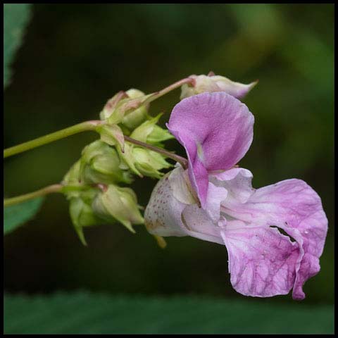 Himalayan Balsam