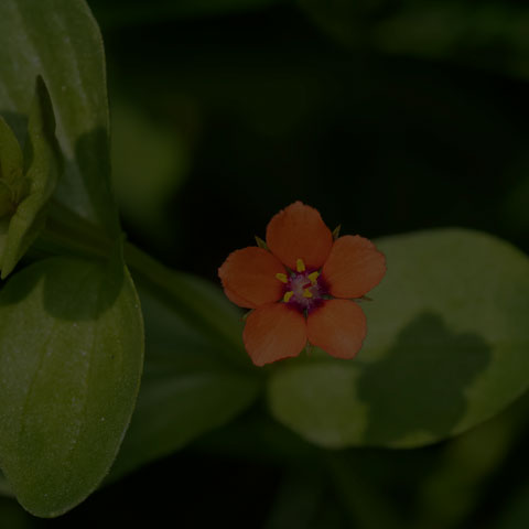 Scarlet Pimpernel