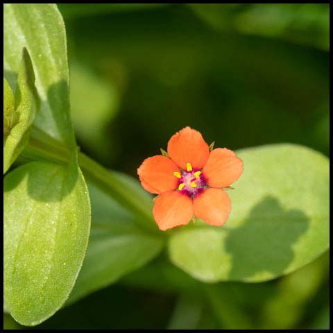 Scarlet Pimpernel