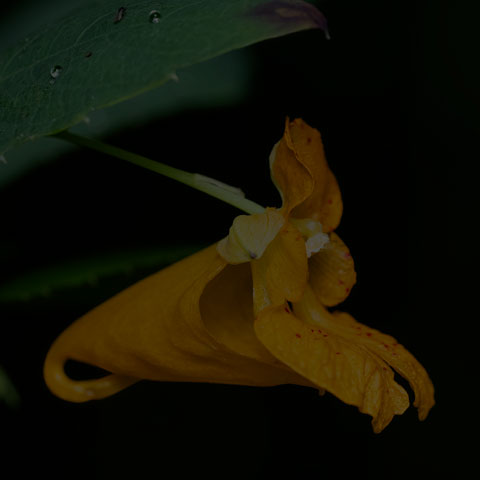 Spotted Jewelweed