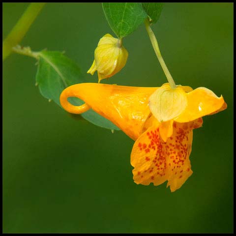 Spotted Jewelweed