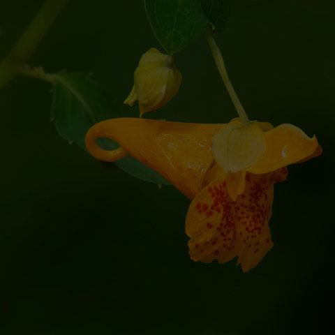 Spotted Jewelweed