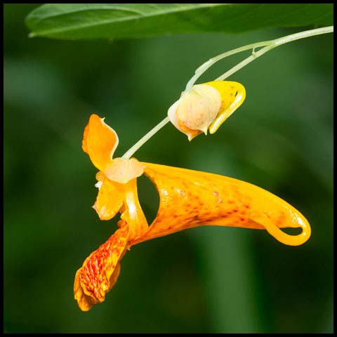 Spotted Jewelweed