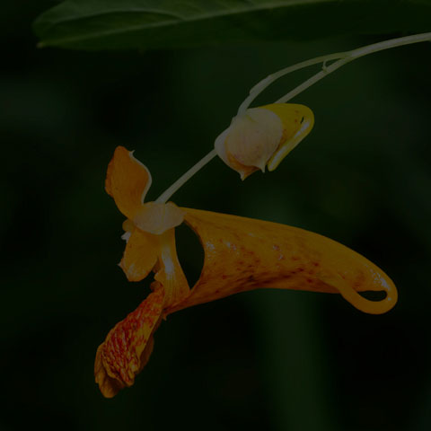 Spotted Jewelweed