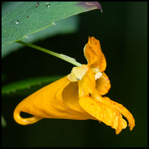 Spotted Jewelweed