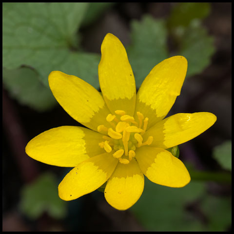 Lesser Celandine