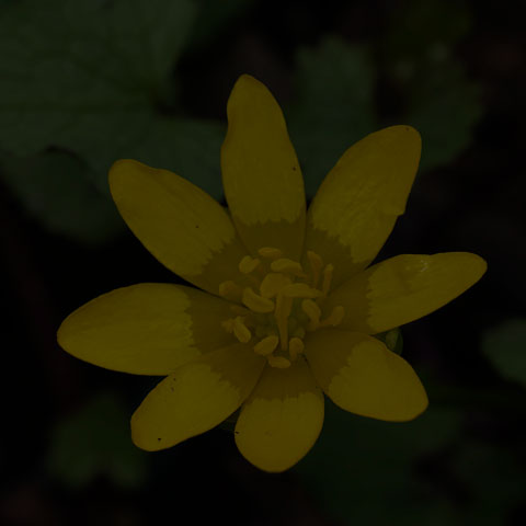 Lesser Celandine