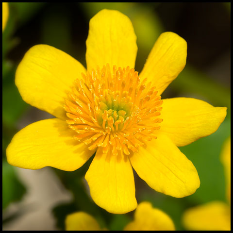 Marsh Marigold