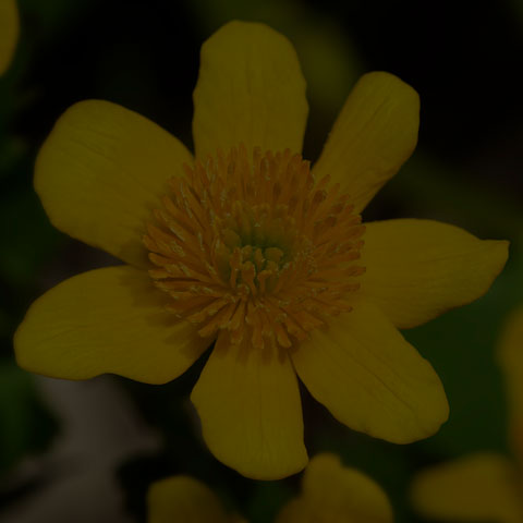 Marsh Marigold