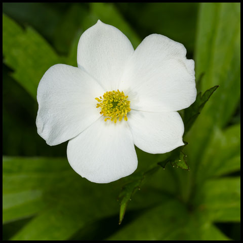 Meadow Anemone