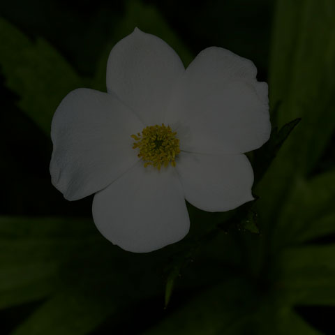 Meadow Anemone