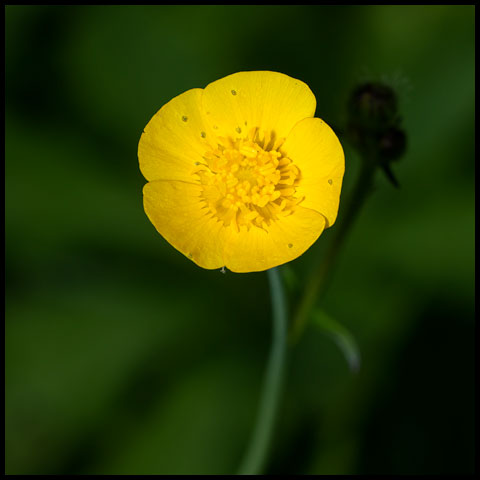 Meadow Buttercup