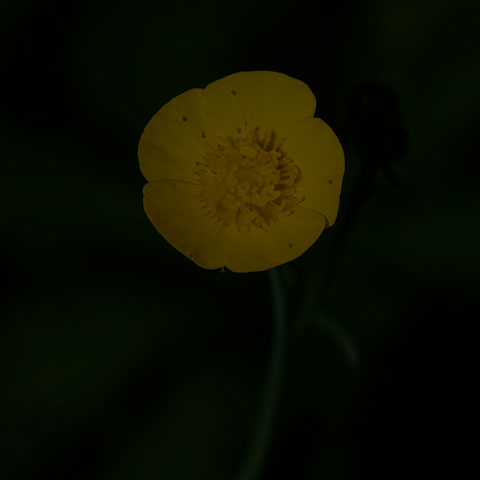 Meadow Buttercup