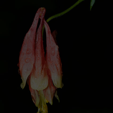 Red Columbine