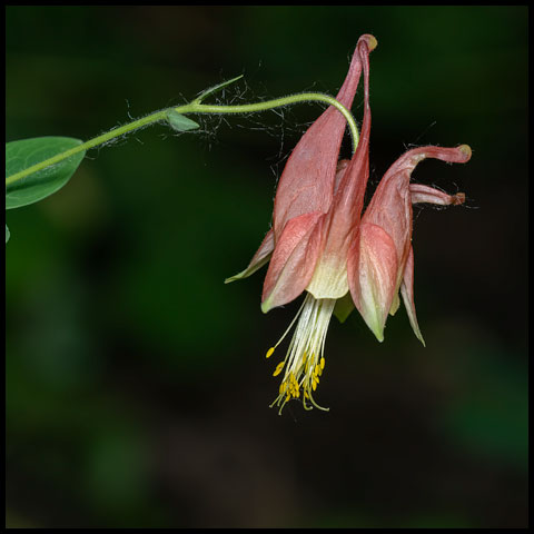 Red Columbine