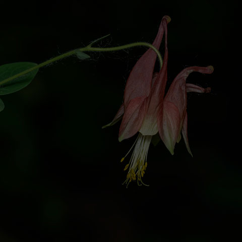 Red Columbine