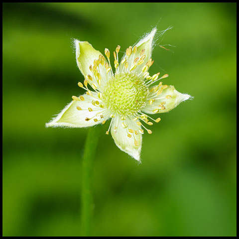 Tall Thimbleweed