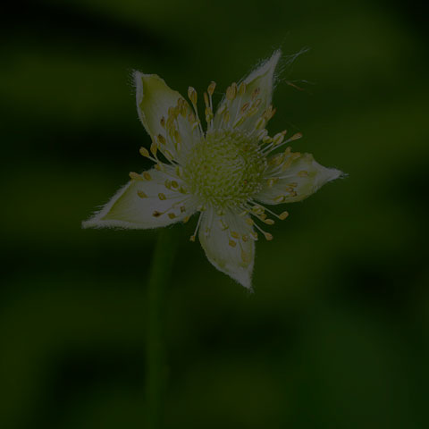 Tall Thimbleweed