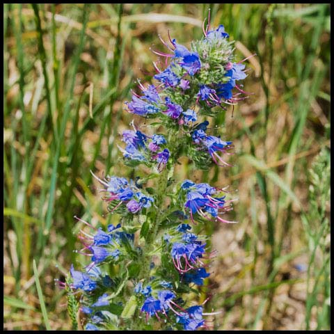 Common Viper's Bugloss