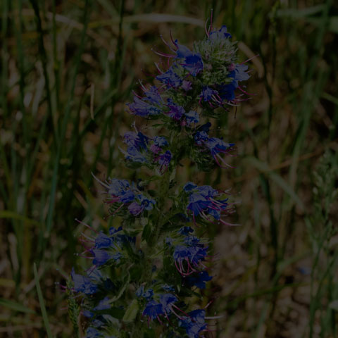 Common Viper's Bugloss