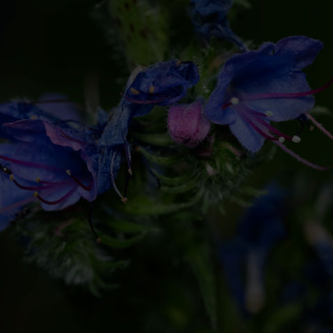 Common Viper's Bugloss