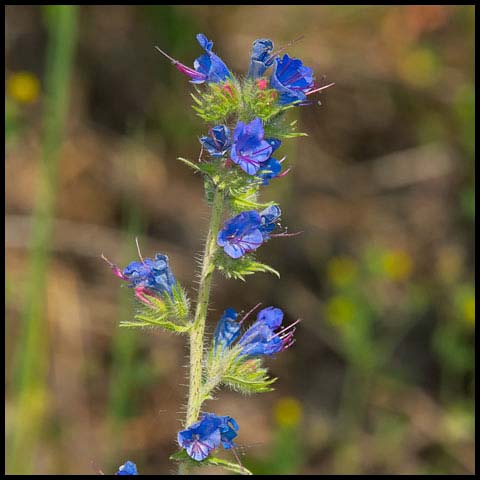 Common Viper's Bugloss