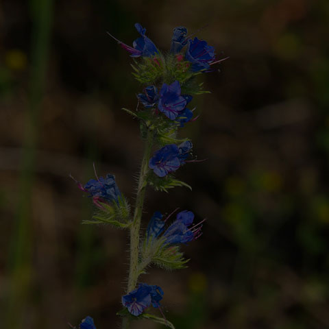 Common Viper's Bugloss