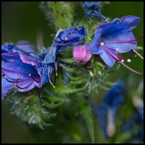 Common Viper's Bugloss