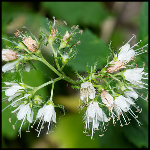 Virginia Waterleaf