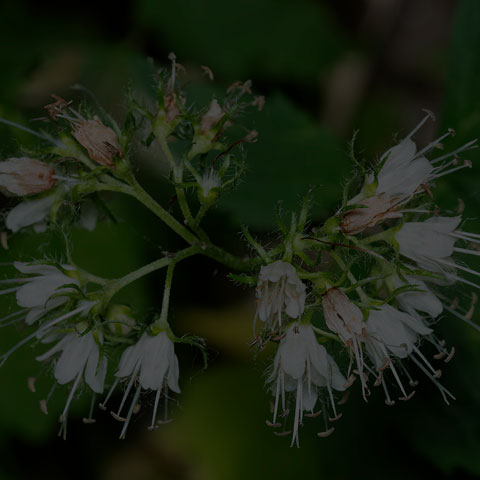 Virginia Waterleaf