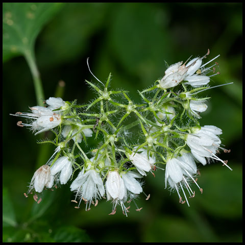 Virginia Waterleaf