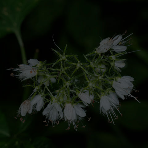 Virginia Waterleaf