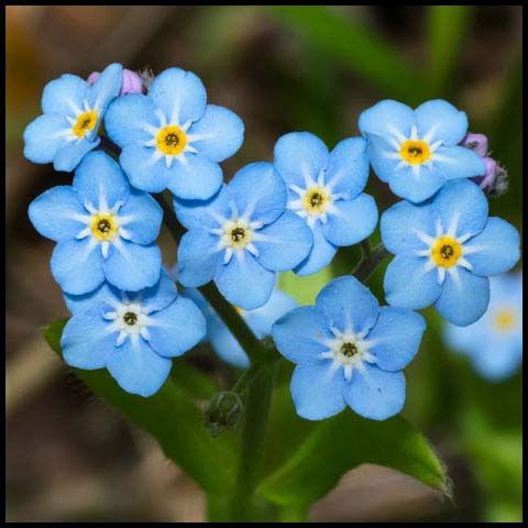 Wood Forget-Me-Not