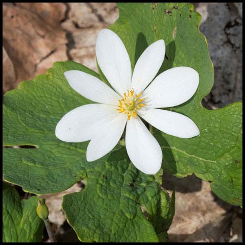 Bloodroot
