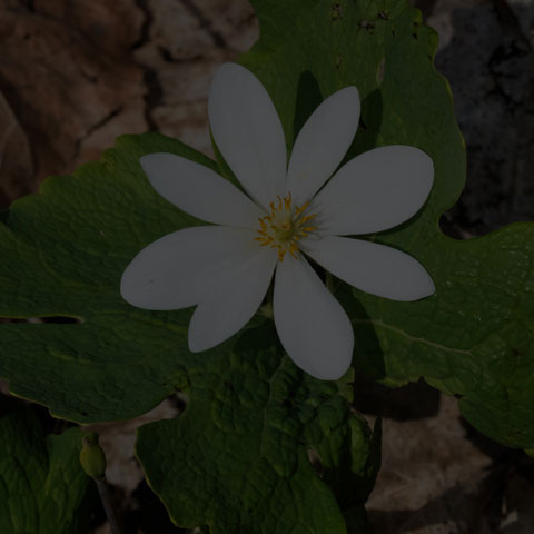 Bloodroot