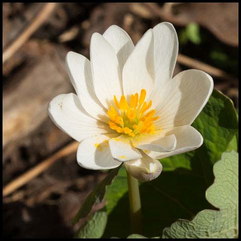 Bloodroot