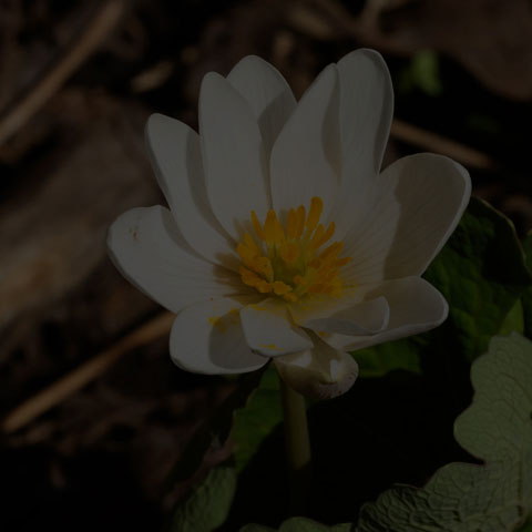 Bloodroot
