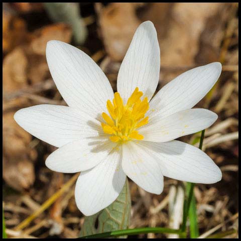 Bloodroot