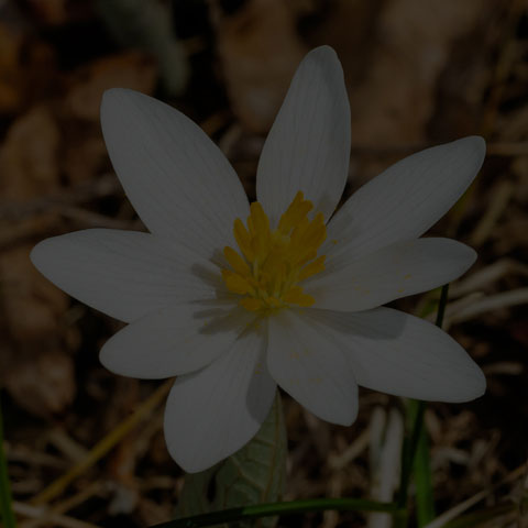Bloodroot