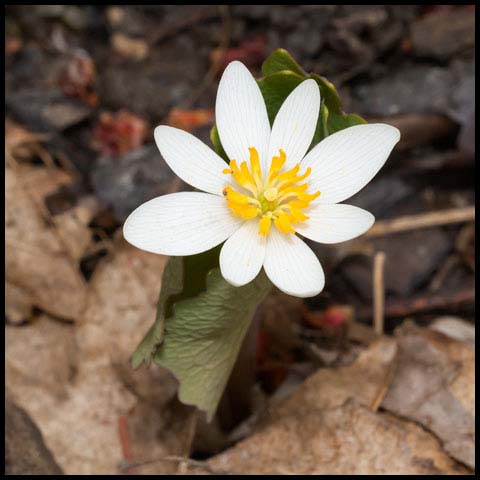Bloodroot