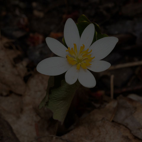 Bloodroot