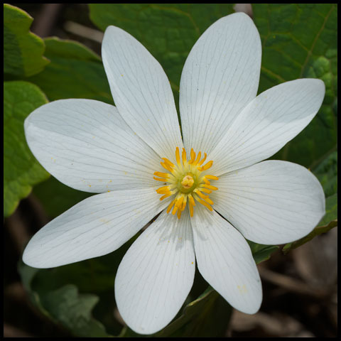 Bloodroot